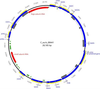 Mitochondrial Genome Sequences of the Emerging Fungal Pathogen Candida auris